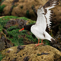 Buy canvas prints of A photograph of a Oystercatcher  by andrew saxton