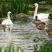 Buy canvas prints of OUT WITH THE SIGNETS  by andrew saxton