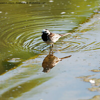 Buy canvas prints of PADDLING WAGTAIL by andrew saxton