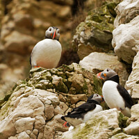 Buy canvas prints of PUFFIN TOWERS by andrew saxton