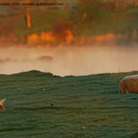 Buy canvas prints of Lazy Morning  by andrew saxton