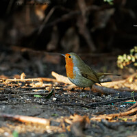 Buy canvas prints of Robin's patch by andrew saxton