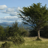 Buy canvas prints of  ALL TREES TO ME by andrew saxton