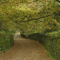 Buy canvas prints of  LEAFY LANE by andrew saxton