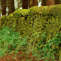Buy canvas prints of GREEN WALL by andrew saxton
