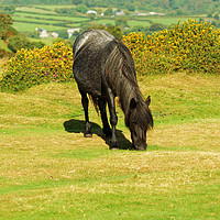 Buy canvas prints of CHEWING ON GRASS by andrew saxton