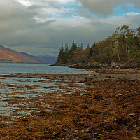 Buy canvas prints of ALONG THE LOCH by andrew saxton