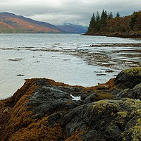 Buy canvas prints of ACROSS LOCH LINNHE  by andrew saxton