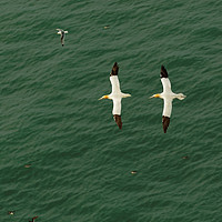 Buy canvas prints of A PAIR OF GANNETS by andrew saxton