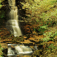 Buy canvas prints of LEAFY WATERFALL by andrew saxton