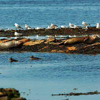 Buy canvas prints of GULLS AND SEALS by andrew saxton