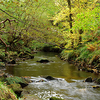 Buy canvas prints of WOODLAND WATERS by andrew saxton
