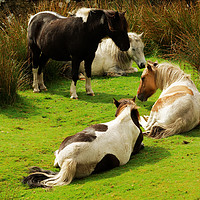 Buy canvas prints of LAZY PONIES by andrew saxton