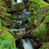 Buy canvas prints of WATER MOSS by andrew saxton