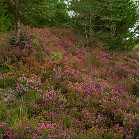 Buy canvas prints of HEATHER TREES  by andrew saxton