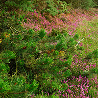 Buy canvas prints of LINE OF HEATHER by andrew saxton
