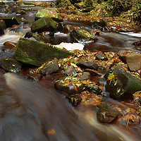 Buy canvas prints of LEAFS ON ROCKS by andrew saxton