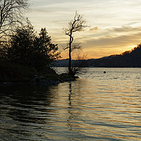 Buy canvas prints of TREE SUNSET by andrew saxton