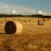 Buy canvas prints of AUTUMN HARVEST  by andrew saxton