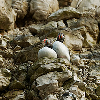 Buy canvas prints of ADULT PUFFINS by andrew saxton