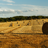 Buy canvas prints of HARVEST IN by andrew saxton