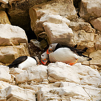 Buy canvas prints of PUFFIN CLIFFS by andrew saxton