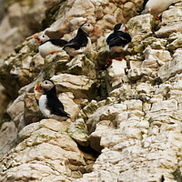Buy canvas prints of Puffins on levels by andrew saxton