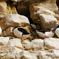 Buy canvas prints of SHY PUFFIN by andrew saxton