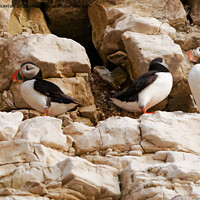 Buy canvas prints of A photograph of Puffins standing on a rock by andrew saxton