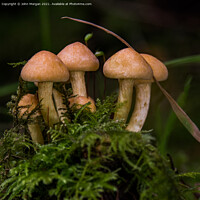 Buy canvas prints of Fungi Clump. by John Morgan