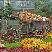 Buy canvas prints of Wagon of pumpkins. by John Morgan