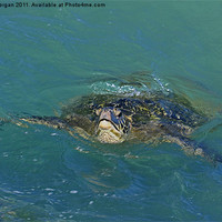 Buy canvas prints of Green backed turtle. by John Morgan