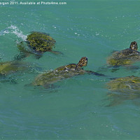 Buy canvas prints of Green Backed Turtles. by John Morgan