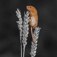 Buy canvas prints of Harvest mouse. by John Morgan