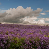 Buy canvas prints of A walk in the Lavender field. by John Morgan
