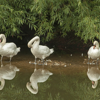 Buy canvas prints of Three swans a cleaning. by John Morgan