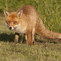 Buy canvas prints of Fox in the grass. by John Morgan