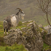 Buy canvas prints of Mountain goat. by John Morgan