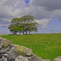 Buy canvas prints of Trees on the Mendips. by John Morgan
