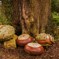 Buy canvas prints of Conkers. by John Morgan