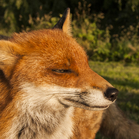 Buy canvas prints of fox. by John Morgan