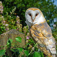 Buy canvas prints of Barn Owl. by John Morgan