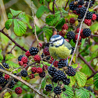 Buy canvas prints of A Blue Tit perched on a Blackberry bush whilst fee by John Morgan