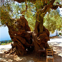 Buy canvas prints of 1,800 Year Old Olive Tree by Peter Blunn