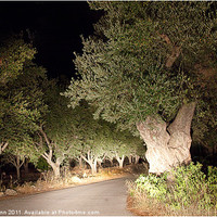 Buy canvas prints of Scary Olive Grove Night Drive #2 by Peter Blunn