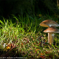 Buy canvas prints of Fungi in the spotlight light by Peter Blunn