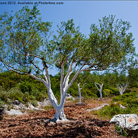Buy canvas prints of Young Olive Grove,Trunks painted White by Peter Blunn