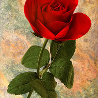Buy canvas prints of Red Rose on Texture by Peter Blunn