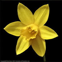 Buy canvas prints of Daffodil Flower Head by Peter Blunn