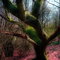 Buy canvas prints of Dying Tree by Peter Blunn